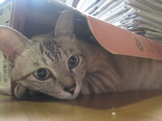 IMG_1041